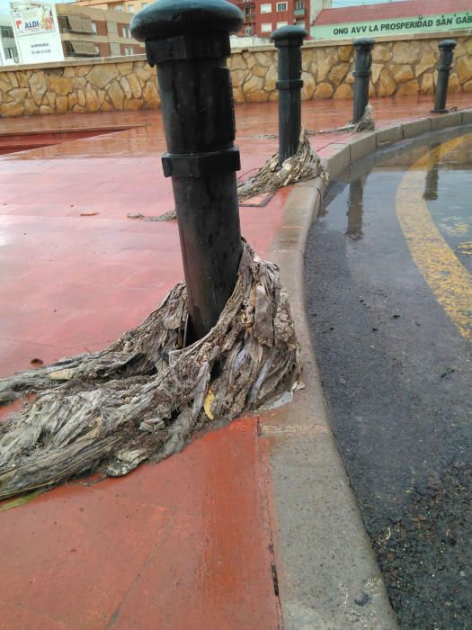 Las fotografías han sido tomadas en el parque Joan Fuster