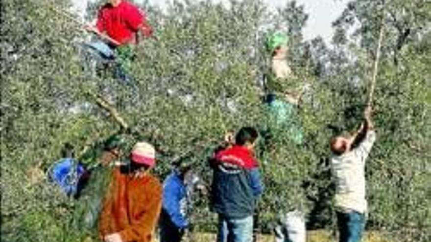 20.000 extremeños cobrarán la renta agraria con menos peonadas