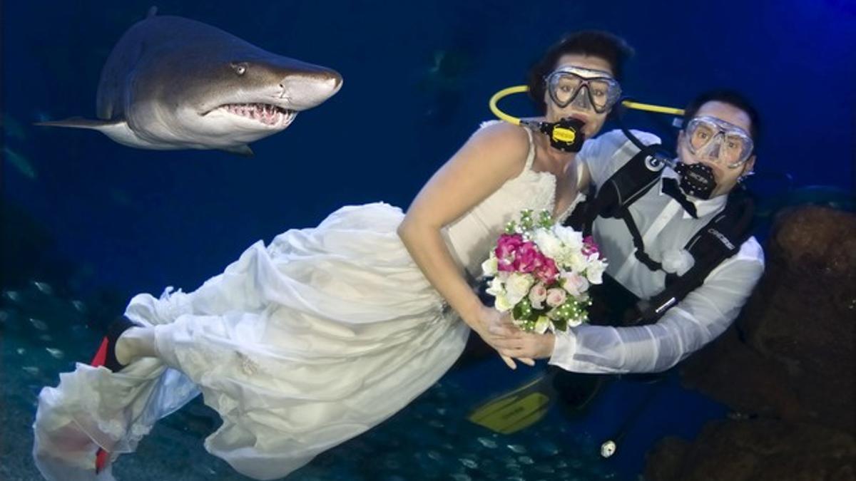 En Mallorca se organizan bodas con tiburones como testigos por 400 euros -  El Periódico