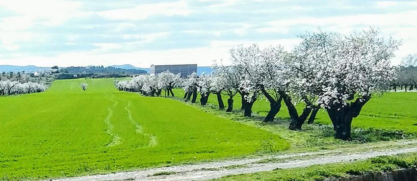 Arbeca. Pels voltants d'Arbeca (les Garrigues), aquests dies els prats són com un gran jardí.