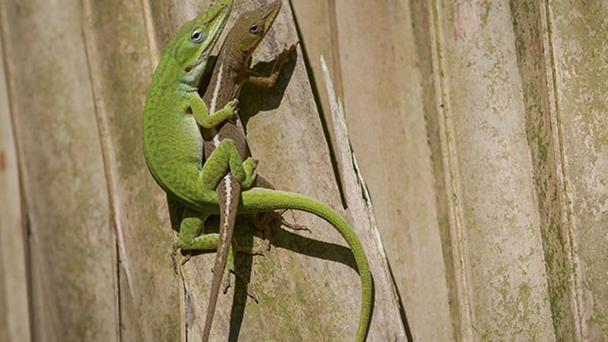 Especie de lagarto analizado en esta investigación.