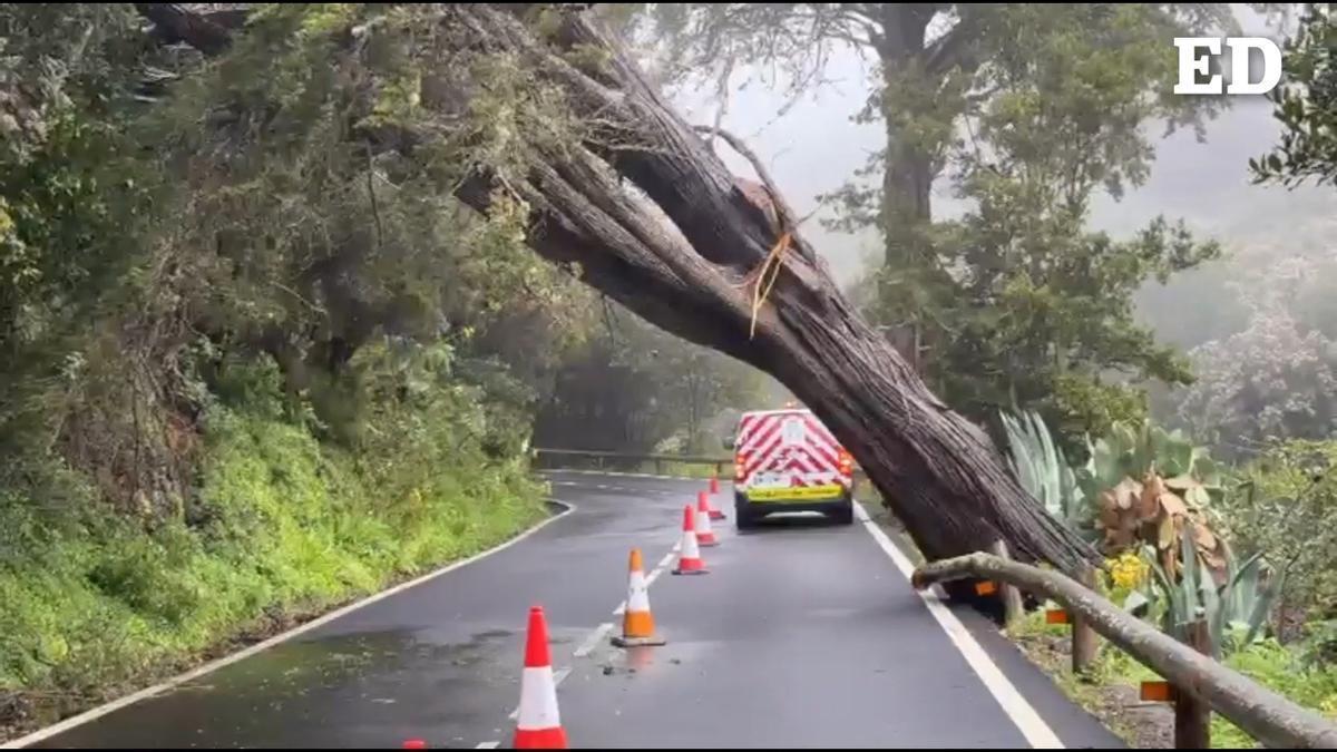 La tormenta Regina provoca la caída de un árbol en la carretera de Las Mercedes