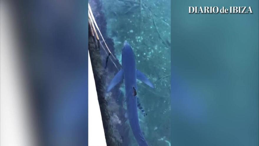 Un tiburón azul entra en el puerto de Formentera