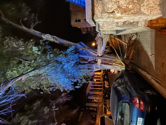 Caída de una rama de 25 metros en la calle Son Armadans de Palma