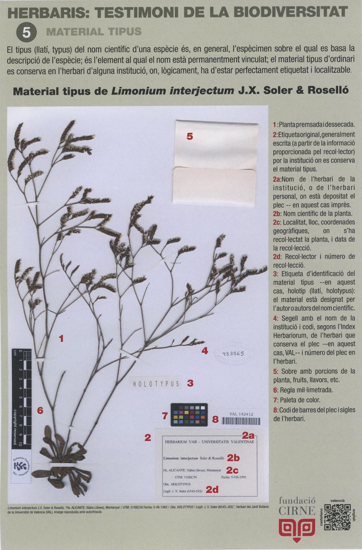 "Limonium interjectum", la planta en peligro de extinción que solo existe en Xàbia