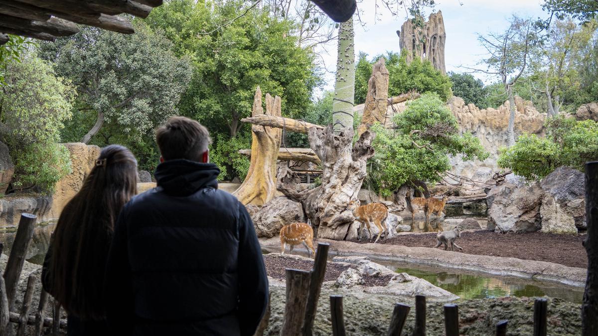 Bioparc Valencia ofrece una doble promoción con la entrada de un día o el pase anual B! Infantil por solo un euro.