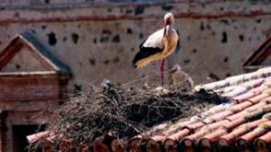 Tres miradas interiores a Cáceres y sus cigüeñas