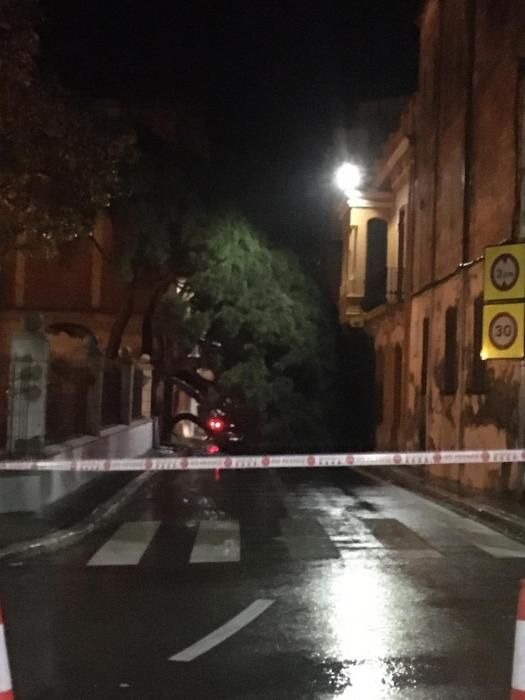 Un arbre centenari tombat pel temporal a Portbou