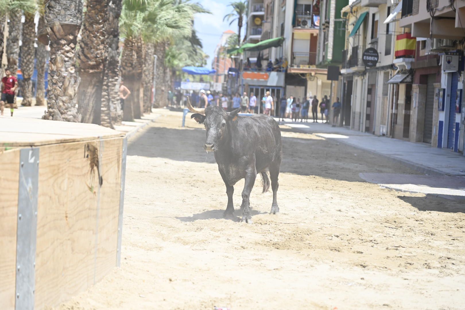 El ‘bou’ toma protagonismo mañana, tarde y noche en el Grau en fiestas