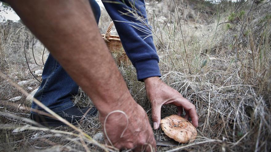 El viento y la falta de lluvia fulminan la temporada de setas en la provincia de Alicante