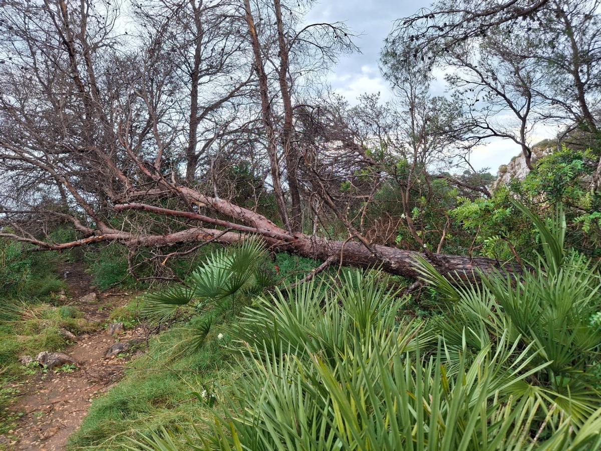 Otro pino que bloquea una senda