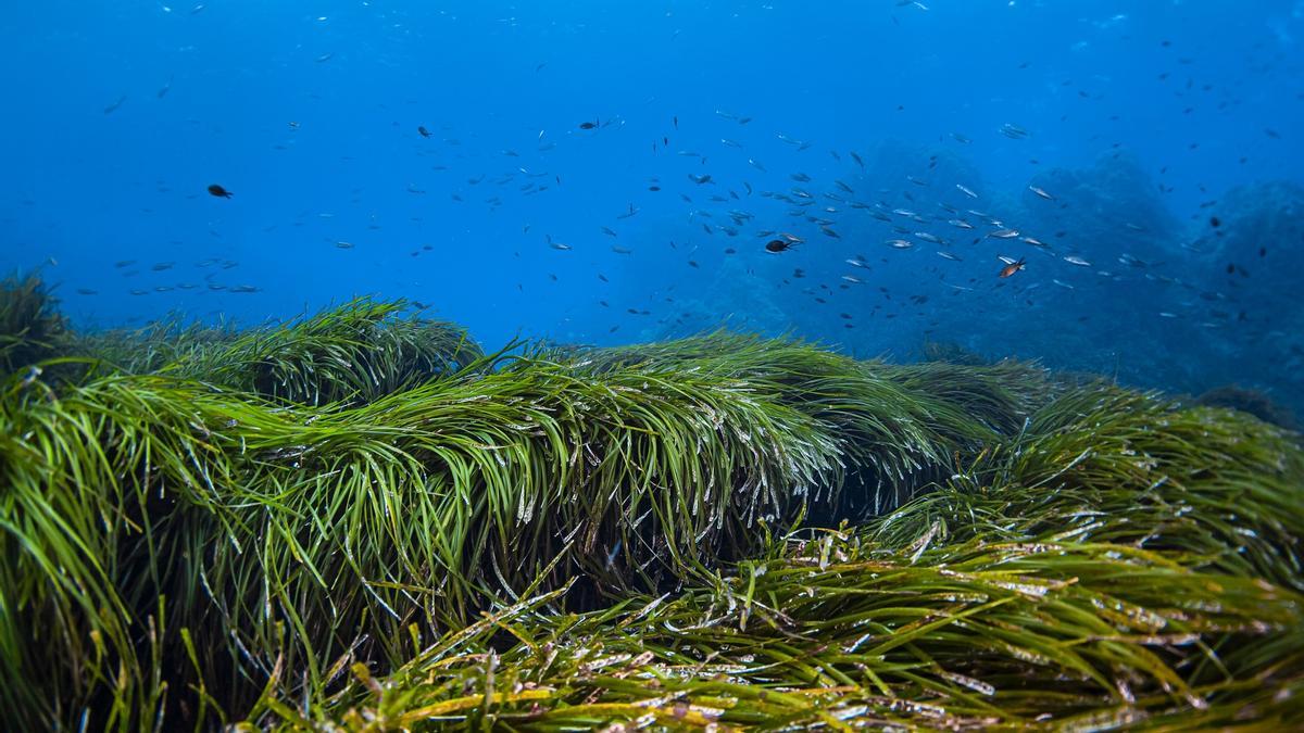 Praderas submarinas de posidonia, en el Mediterráneo