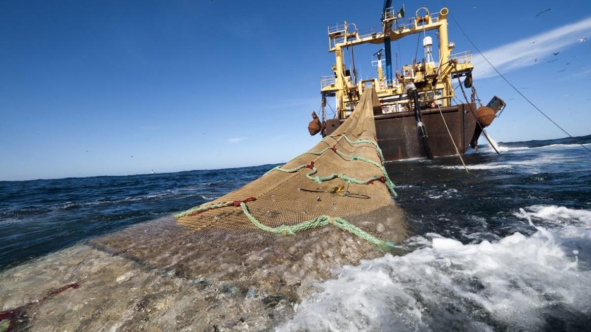 Redes de pesca: cuál es su impacto ambiental
