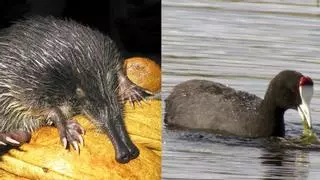 Estos son los dos animales españoles recién declarados en peligro 'crítico' de extinción