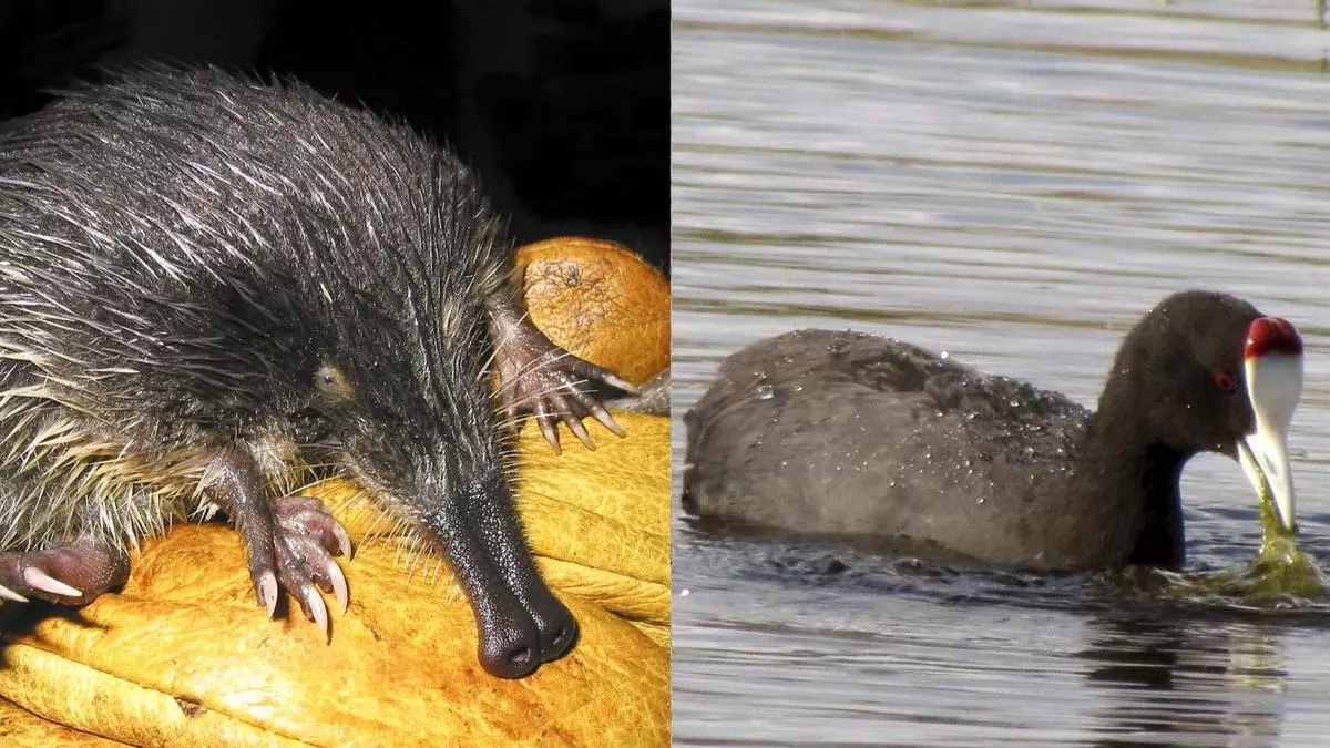 Estos son los dos animales españoles recién declarados en peligro 'crítico' de extinción