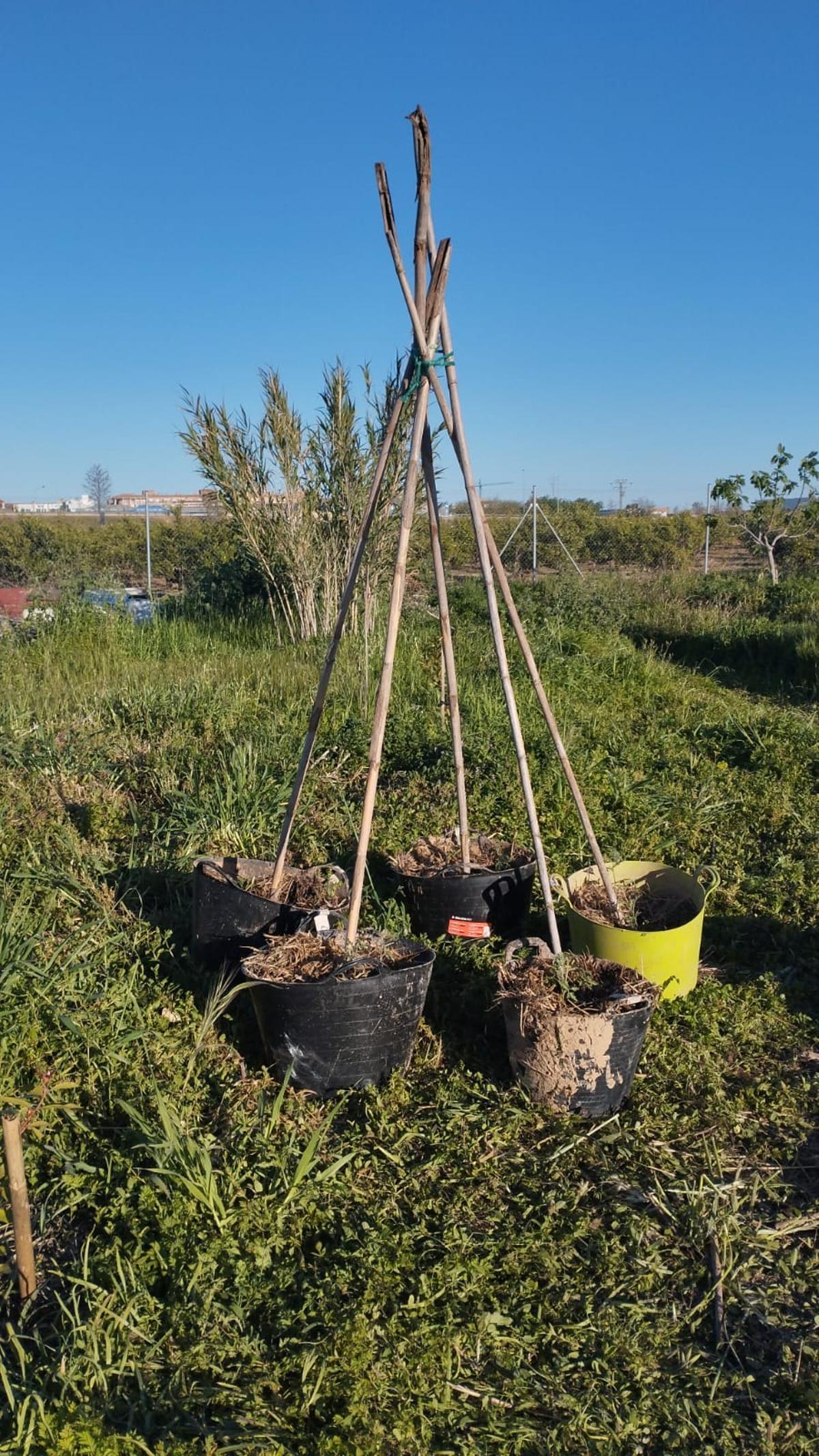 Fango de la dana recuperado como tierra orgánica y preparado para el cultivo de hortalizas enramadas en Albal.