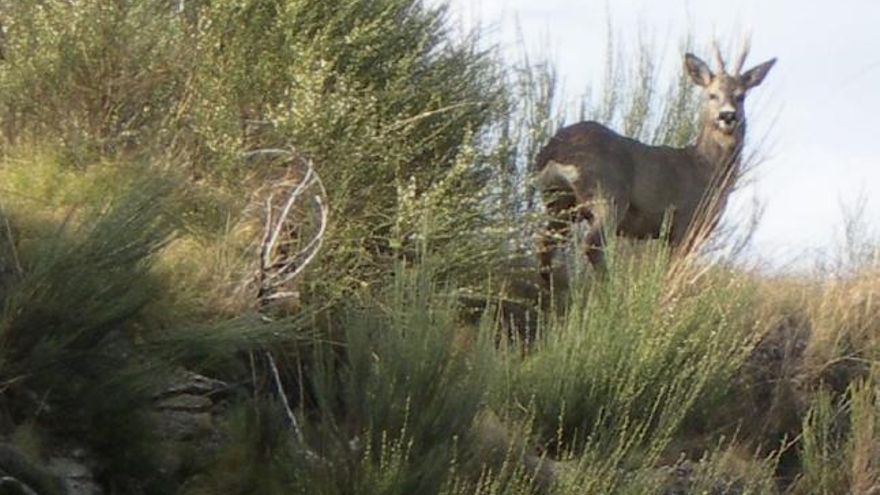 Un ciervo plantado en lo alto de una pequeña loma.