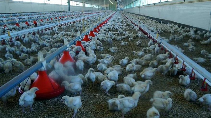 UPA culpa del bajo precio del pollo a la gran distribución