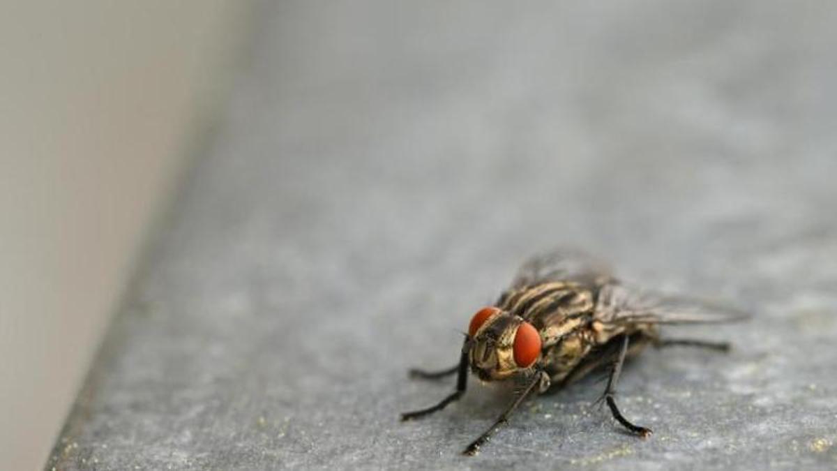 Adeu a mosques i mosquits