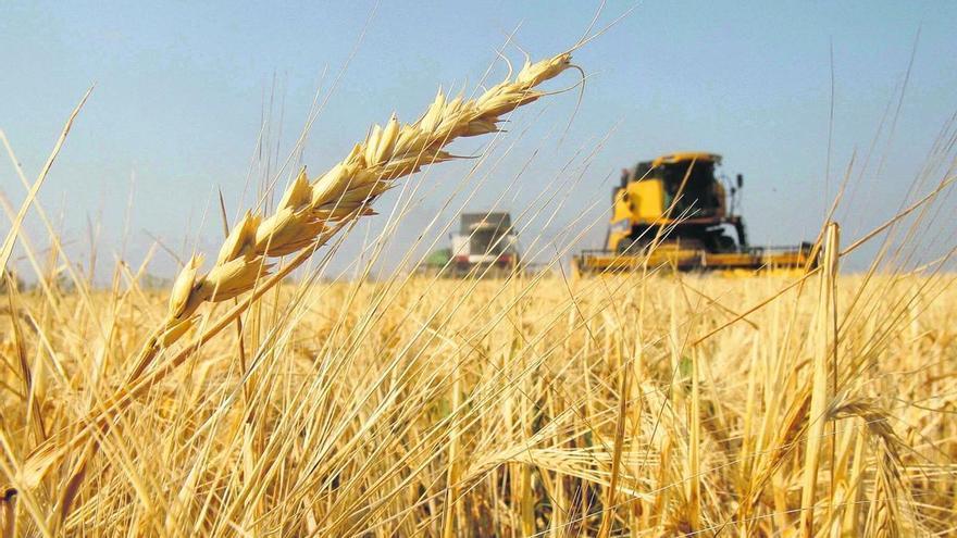 Der Klimawandel kann den Weizenpreis verdreifachen und Hungersnöte auf dem Planeten erhöhen