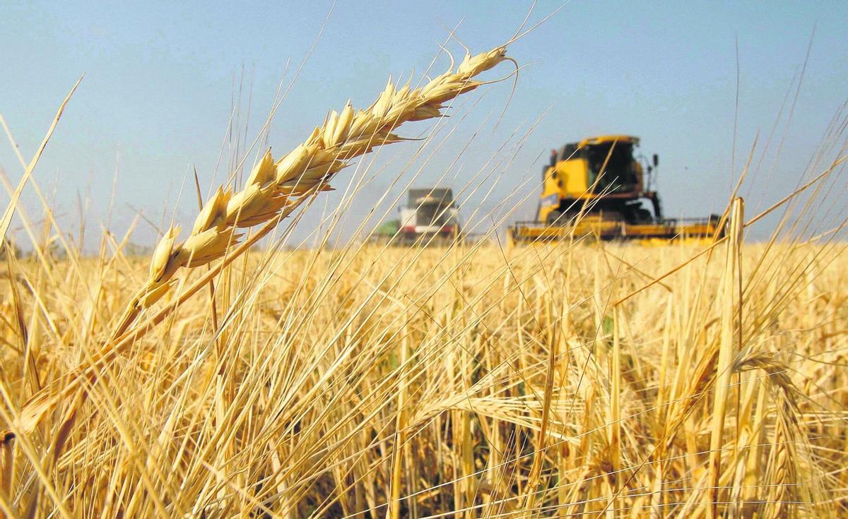 La producción de trigo disparará sus precios si sigue subiendo la temperatura global