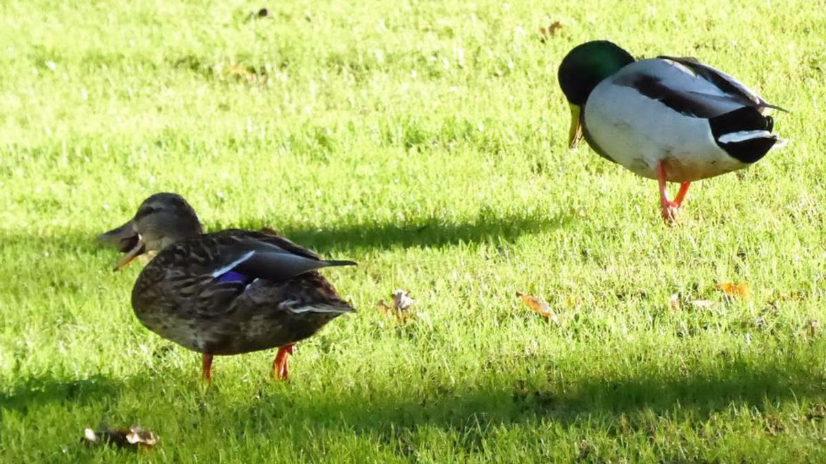 A la izquierda, hembra de pato con una bellota en el pico. |   // I.R.