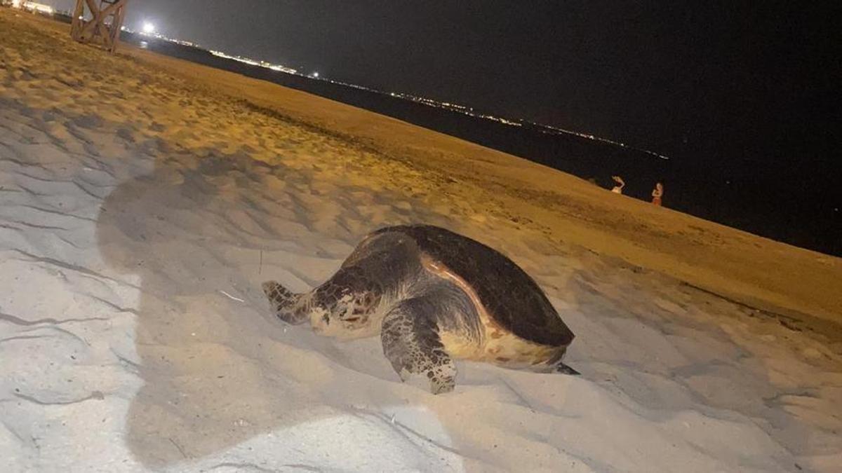 La tortuga marina en la playa. El fotógrafo no sabía en ese momento que no está permitido fotografiar tortugas marinas con flash