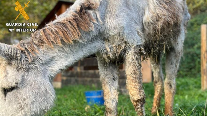 La Guardia Civil rescata a un burro en Belchite en condiciones deplorables