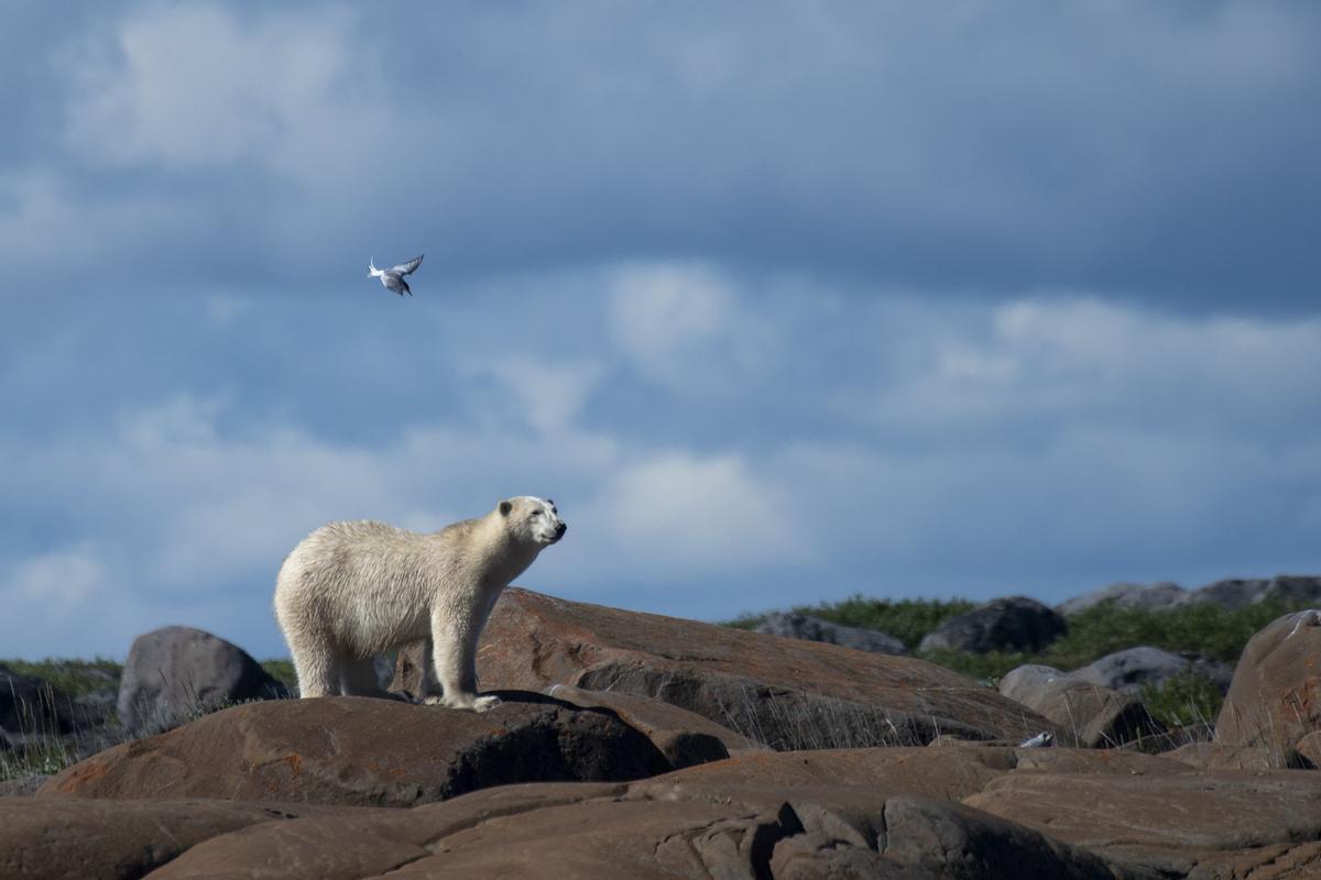 Así viven los osos polares en Hudson Bay, cerca de Churchill (Canadá).