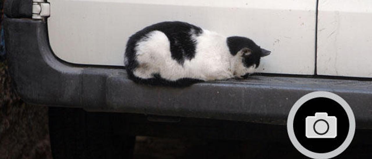 El Carmen llora a sus gatos