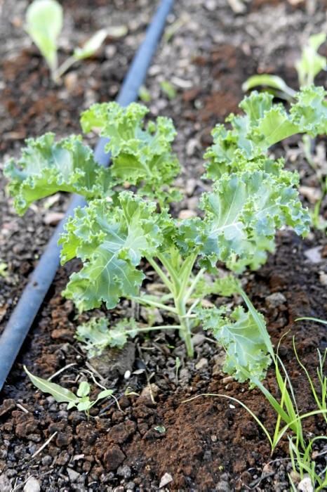 In den Beeten der Biogranja La Real bei Palma wachsen gleich vier supergesunde Sorten des Modegemüses "Kale".