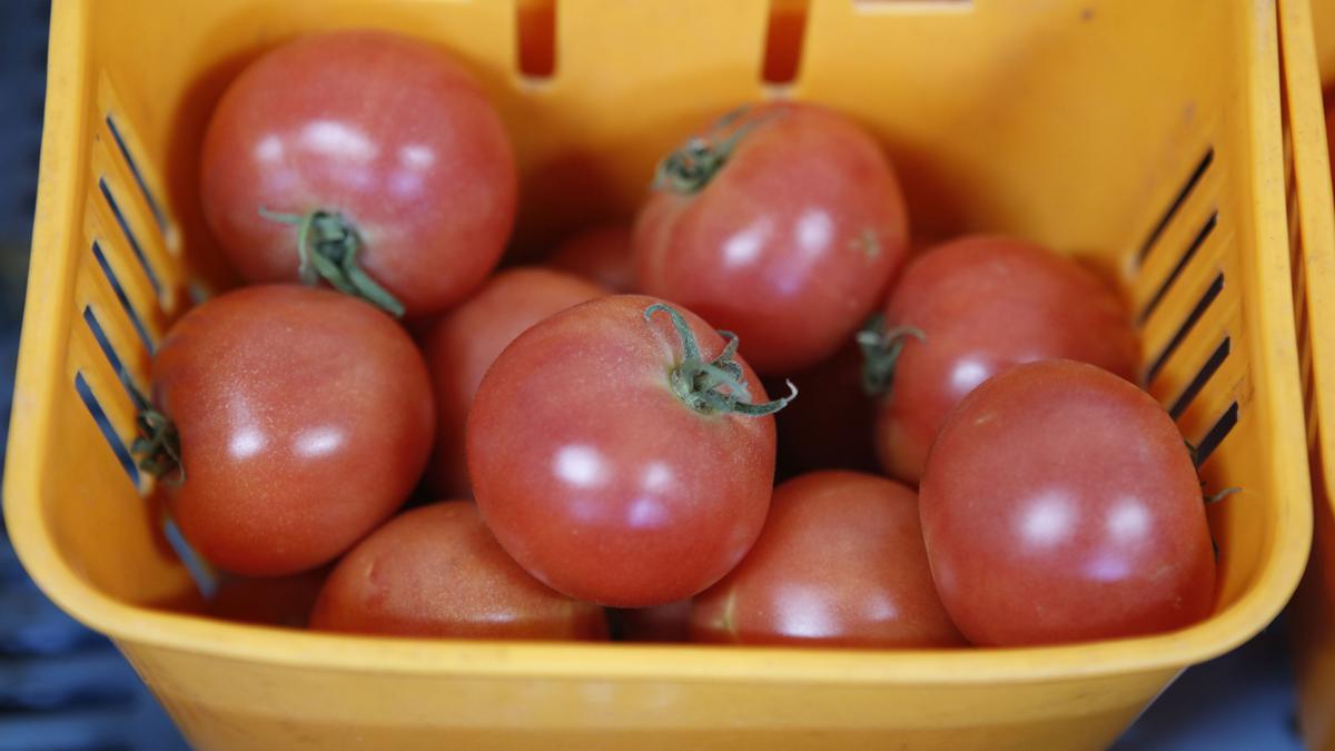 Ramallet-Tomaten