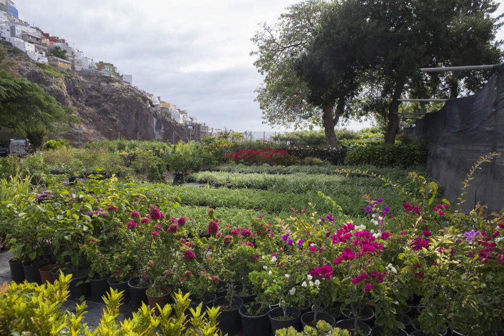 Vivero de Santa Cruz de Tenerife