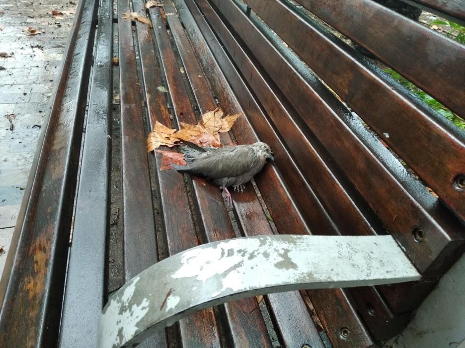 Daños en el Parque de la granizada.