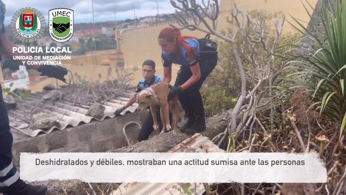 Abandonados sin agua ni alimento: rescatados dos perros en una finca de Gran Canaria