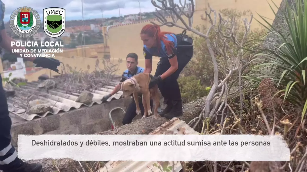 Abandonados sin agua ni alimento: rescatados dos perros en una finca de Gran Canaria