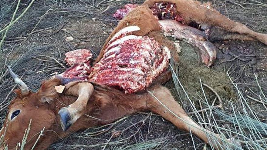 Una vaca atacada por los lobos en Codesal, uno de los últimos episodios vividos en los días pasados.