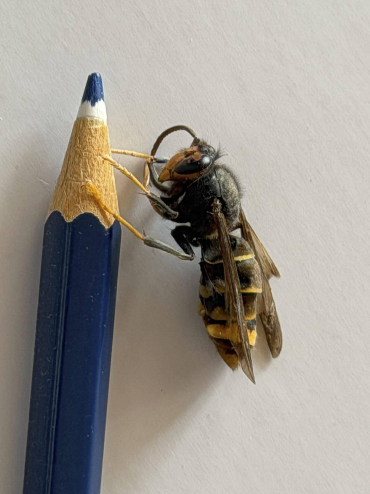 Tamaño de la avispa