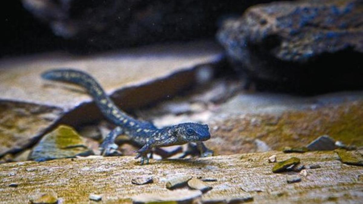 Uno de los 23 tritones semiadultos introducidos, ayer, en la nueva instalación del Zoo de Barcelona.