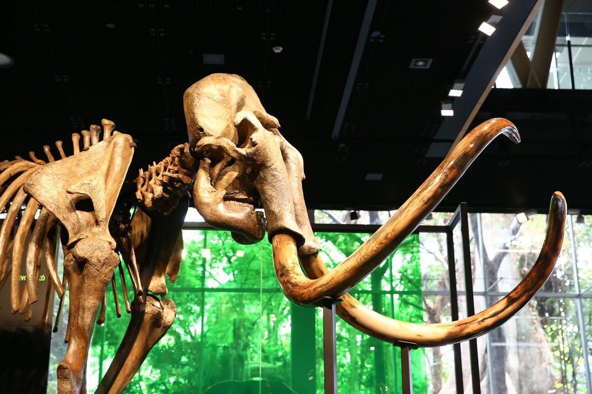 Las imponentes defensas del ejemplar, con un brillo natural, fruto de la dentina.