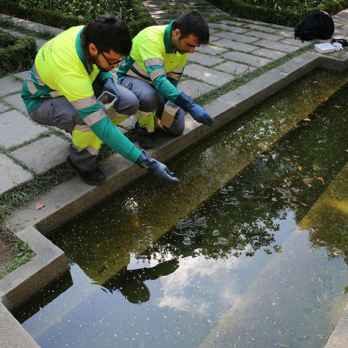 Salut extrema el control del mosquit tigre per frenar virus tropicals