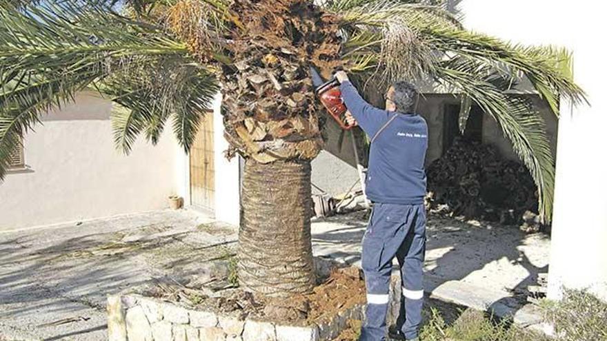 Un operario corta una palmera afectada por el picudo rojo en el municipio de Inca, hace unos años.