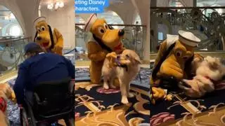Un Golden Retriever conoce a Pluto en Disney y su reacción enamora en redes