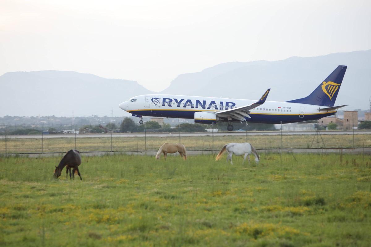 Un avión de Ryanair, en la pista de aterrizaje del aeropuerto palmesano de Son Sant Joan.