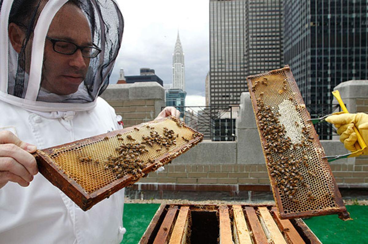 El xef Josh Bierman inspecciona els ruscos de la terrassa de la 20a planta de l’Hotel Waldorf Astoria de Nova York, on l’hotel planeja fer la seva pròpia mel i ajudar a pol·linitzar les plantes de la ciutat.