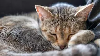 Si tu gato duerme encogido, va muchas veces al arenero y parece “cansado”, no lo ignores: podría esconder un problema renal
