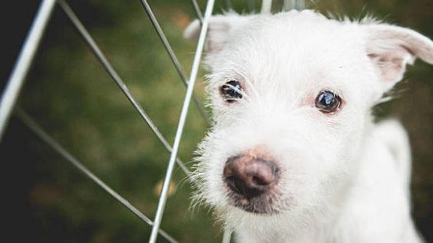 En España se abandonan cerca de 100.000 perros al año.