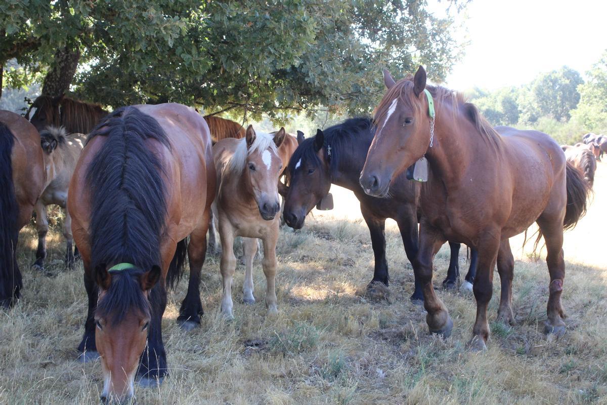 GALERÍA | La Sierra Segundera, el destino de un centenar de yeguas