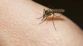 ¿Por qué los mosquitos pican a unas personas y a otras no?