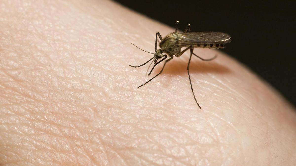 TRUCOS MOSQUITOS: El eficaz producto antimosquitos que arrasa en Aldi por  15 euros